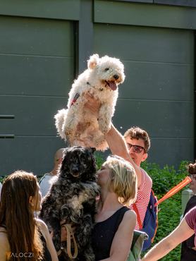 dogz fesztivál 2025 pumi a levegőben