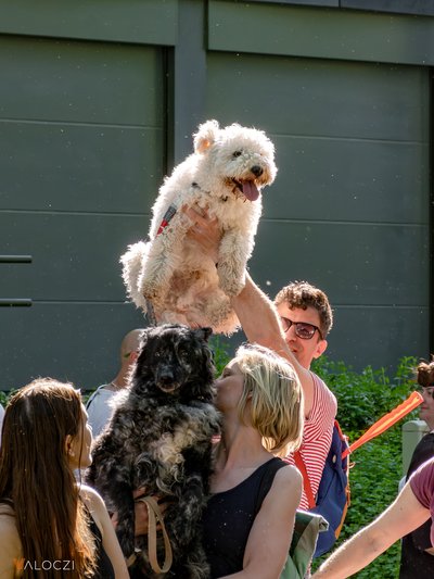 dogz fesztivál 2025 pumi a levegőben