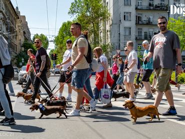 dogz fesztivál 2025 tacskó falkaséta