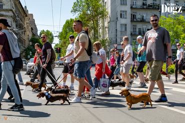 dogz fesztivál 2025 tacskó falkaséta