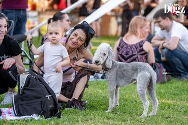 dogz fesztiválon kisgyerek, anyuka és bedlington terrier