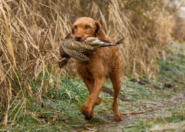 drótos magyar vizsla fácán tojóval a szájában