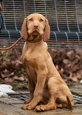 drótos magyar vizsla kölyök