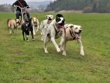 dryland mushing