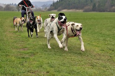 dryland mushing