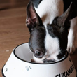 Boston Terrier is eating