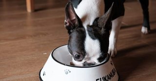 Boston Terrier is eating