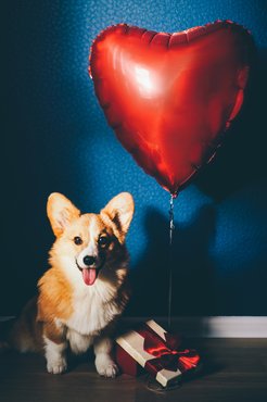 egy corgi lufival és ajándékkal