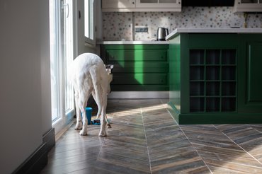 egy kutya konyhában eszik