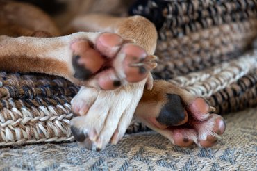 egy kutya mancspárnái közelről