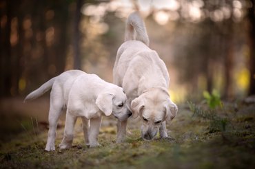 egy labrador egy másik labrador fülét szagolja