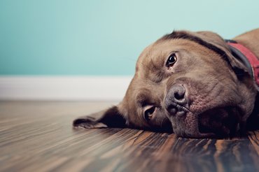 egy labrador keverék kutya a padlón fekszik