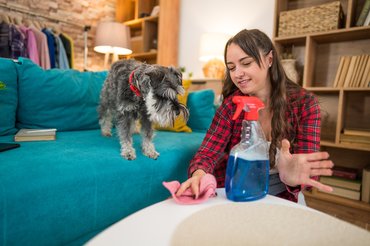 egy lány tisztítószerrel törli az asztalt a kutya a kanapéról nézi