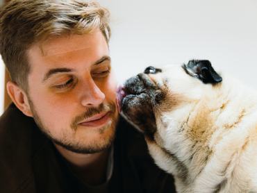 egy mopsz egy férfi arcát nyalja