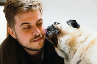 egy mopsz egy férfi arcát nyalja