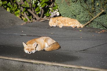 egy róka és egy macska napozik