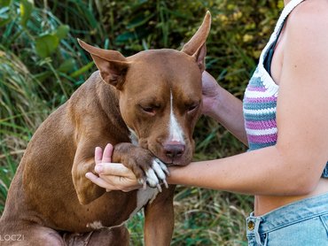 Dog with it's owner