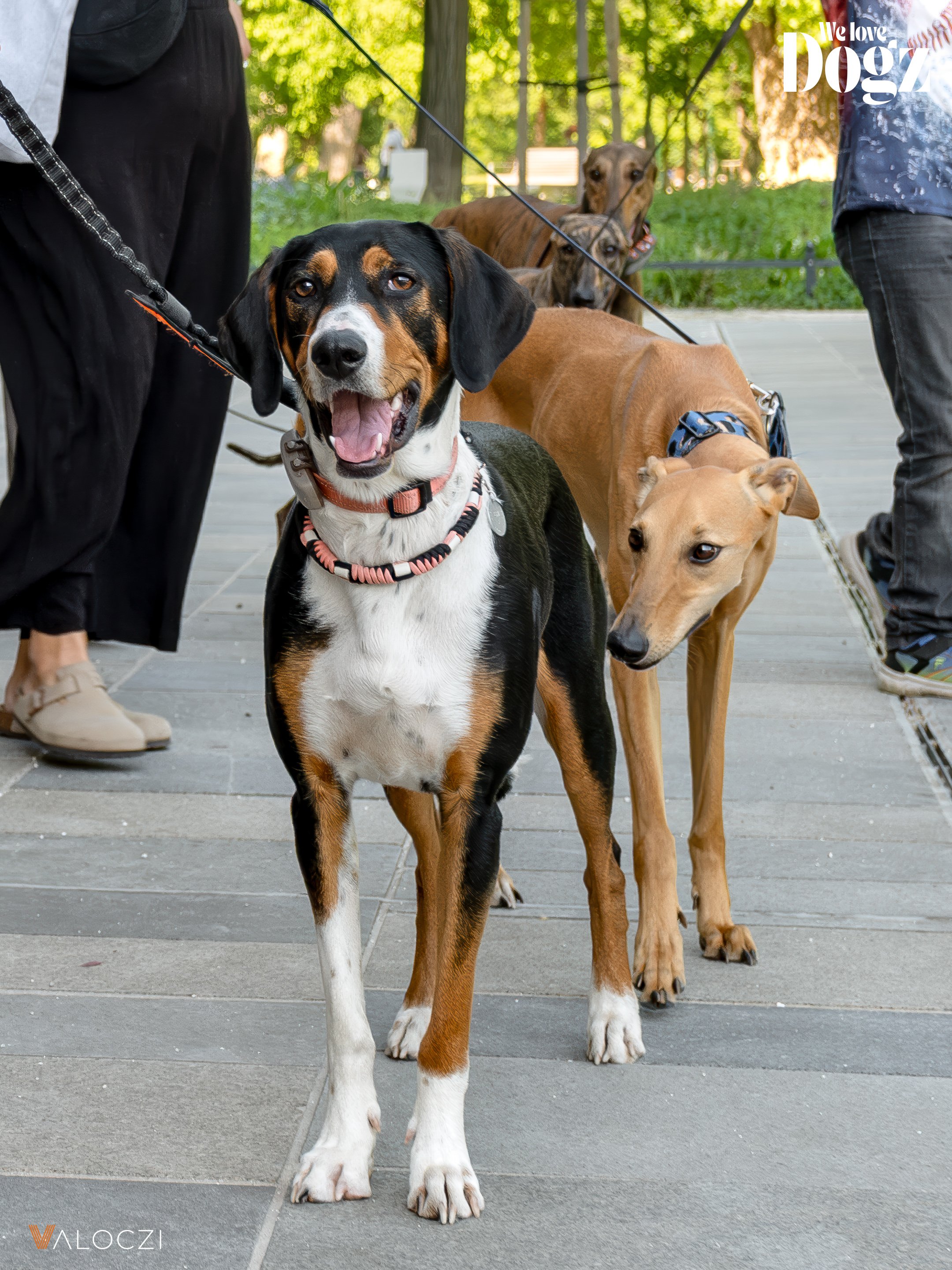 erdélyi kopó a dogz fesztiválon