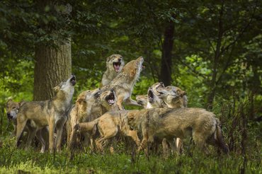 farkasfalka egy erdőben