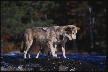 farkasok egy vízesésnél