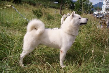 fehér hokkaido kutya