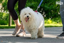 fehér puli a dogz fesztiválon