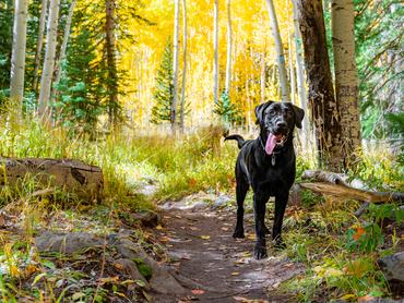 fekete labrador retriever erdőben