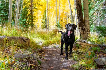 fekete labrador retriever erdőben