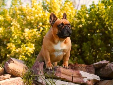 francia bulldog