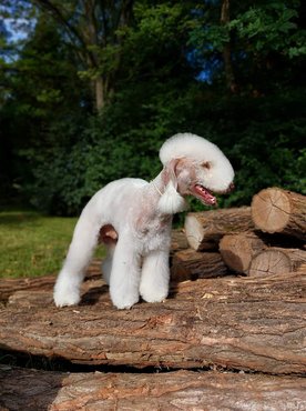 bedlington terrier farakáson
