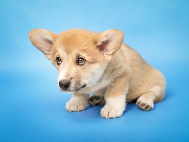 félős kis corgi