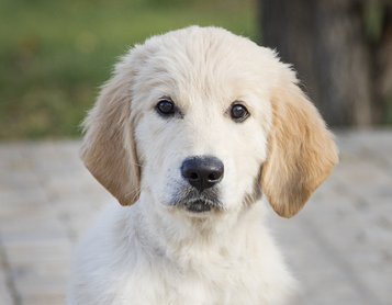 Golden retriever