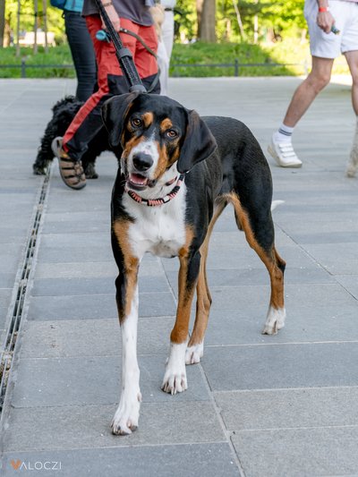 Kopó a DOGZ Fesztivál 2025 magyar kutyafajták falkasétáján