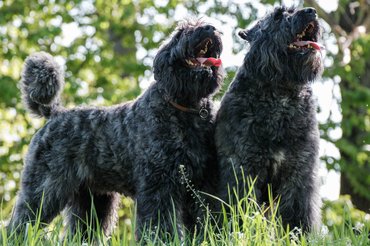 flandriai pásztorkutyák