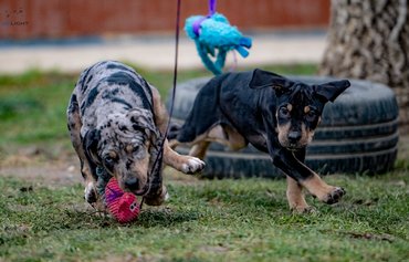 Leopárdkutya-kölykök