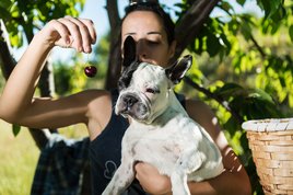 francia bulldog cseresznyét kap