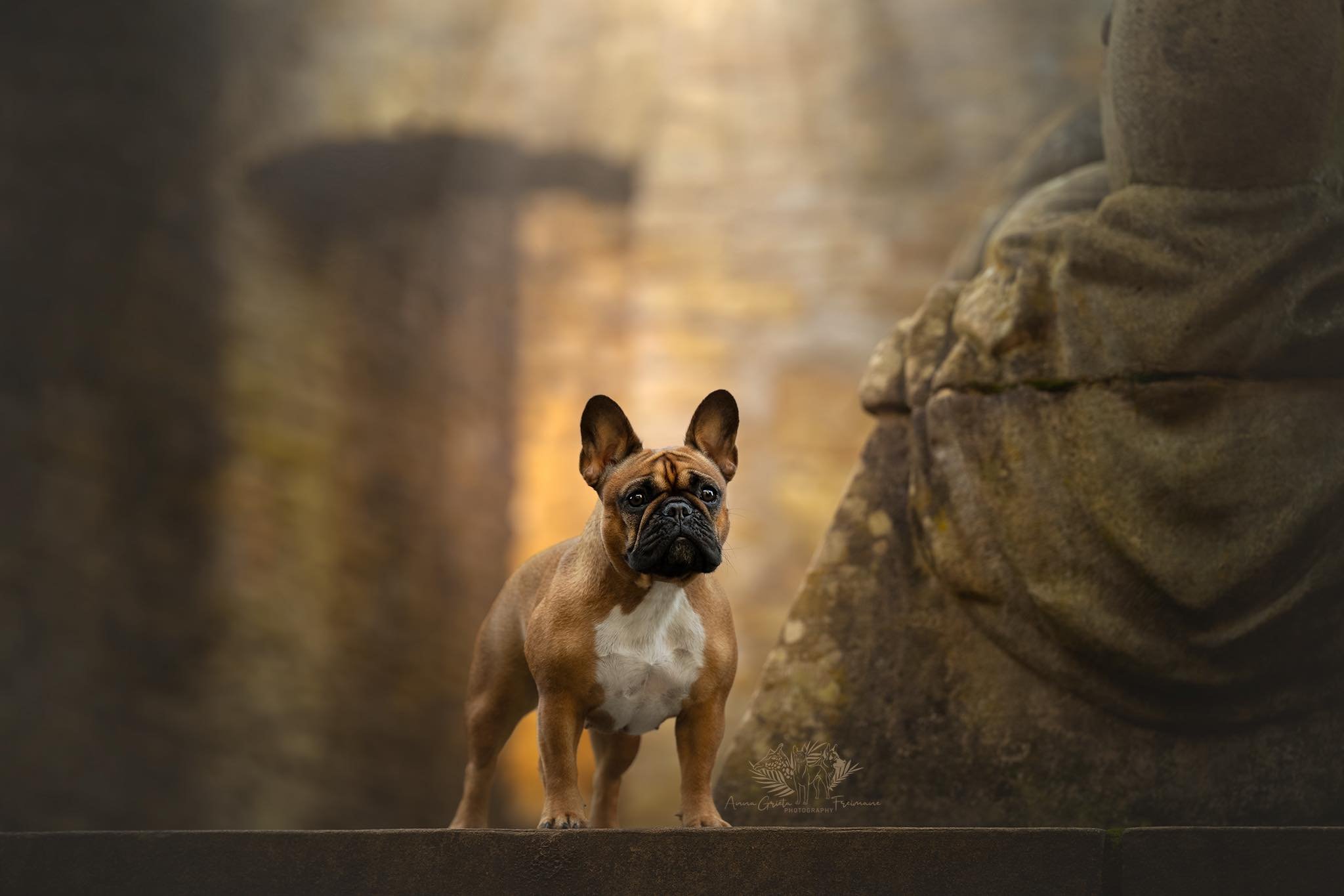 francia bulldog figyel