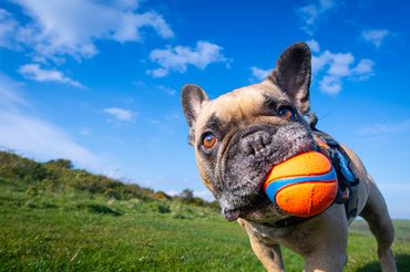 francia bulldog