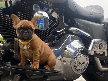 francia bulldog motoron pózol