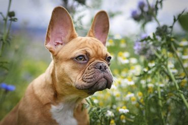 francia bulldog virágos mezőn