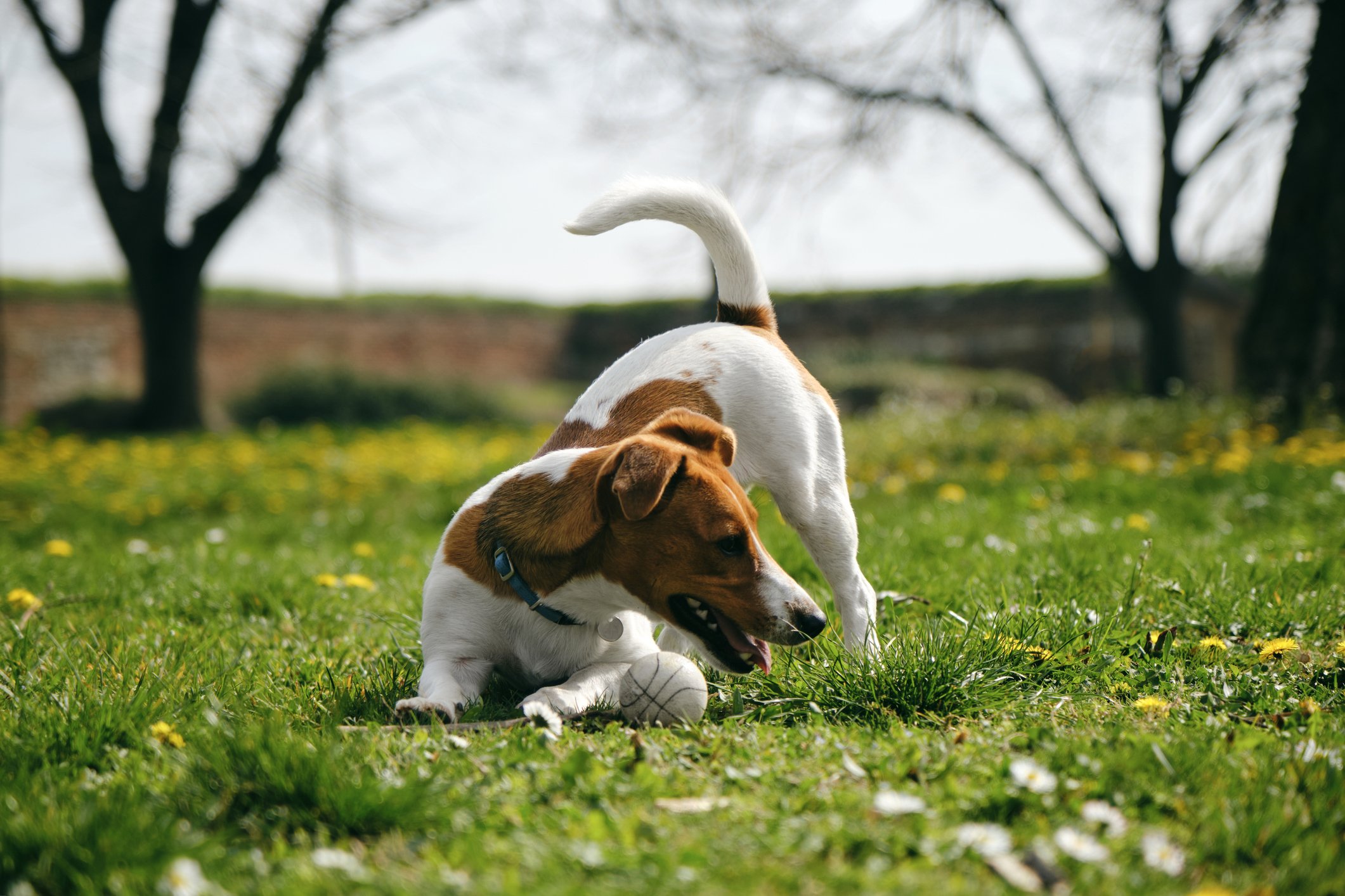 fűben játszó jack russel