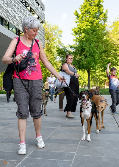 Kopó és agár a DOGZ Fesztivál 2025 magyar kutyafajták falkasétáján