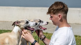gazda két whippettel