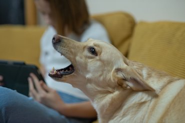 gazdája mellett ugat a kutya
