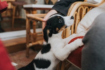 gazdi a kutyájával