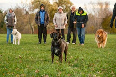 gazdik és kutyáik mezőn játszanak