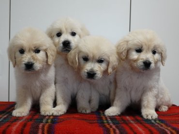 Golden retriever alom