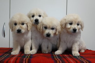 Golden retriever alom