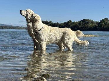 Golden retrieverek vízben