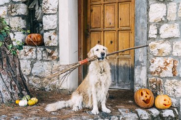 golden retriever egy seprűvel a szájában